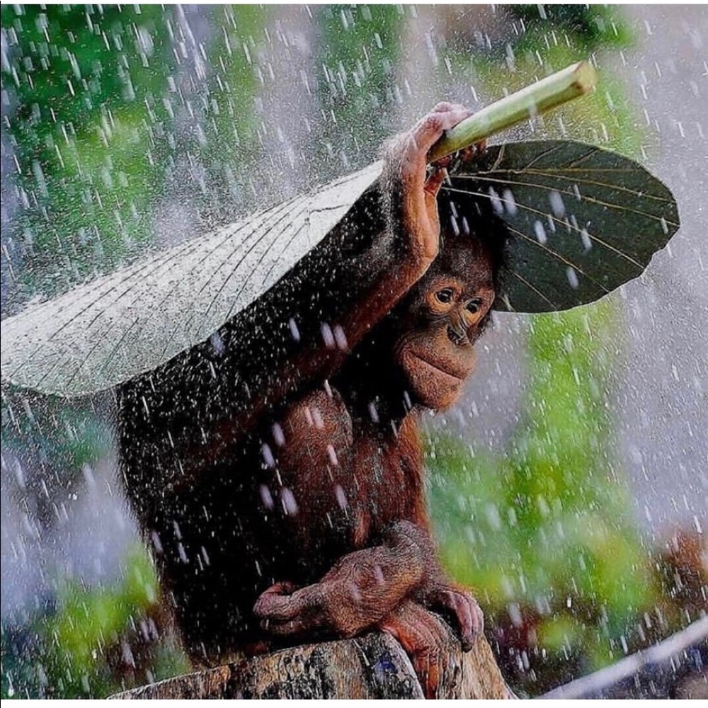 Meet your Posher, Cynthia